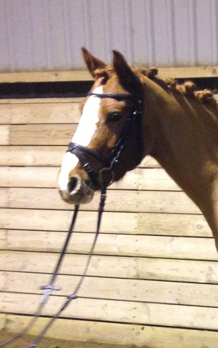DSP HORSMARKS DIVA DUCHESS - SOLGT! - Prinsesse Diva <3. billede 1