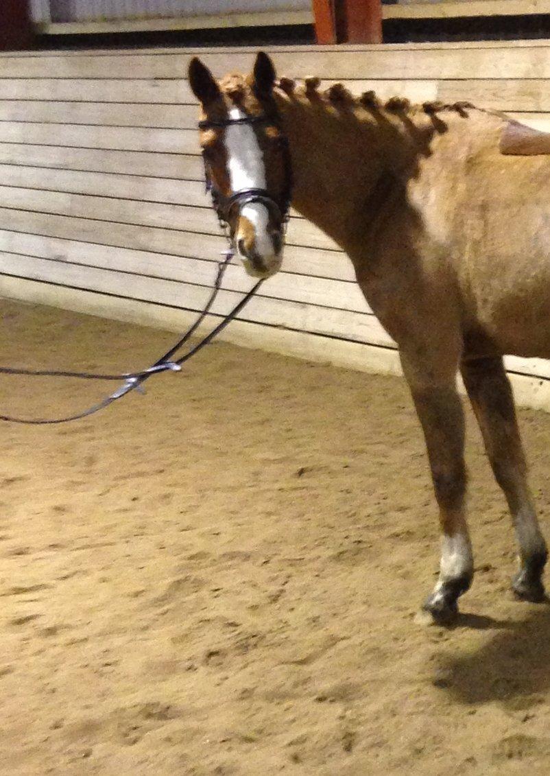 DSP HORSMARKS DIVA DUCHESS - SOLGT! - Musse på fotoshoot d. 6/1 2013 <3. billede 2