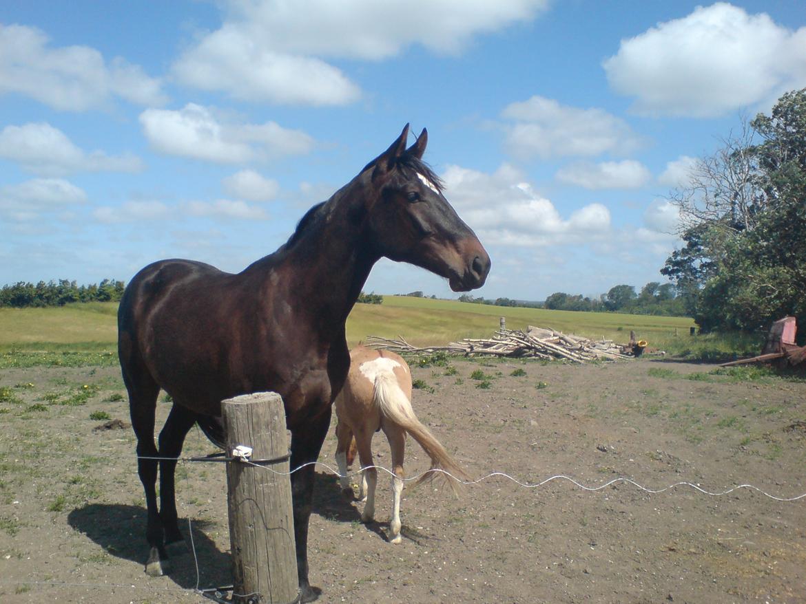 Anden særlig race Shaheen Miró - Miro som 2 års billede 7