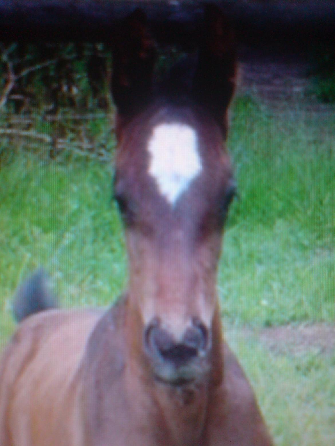 Anden særlig race Shaheen Miró - lille følse basse :-) billede 8
