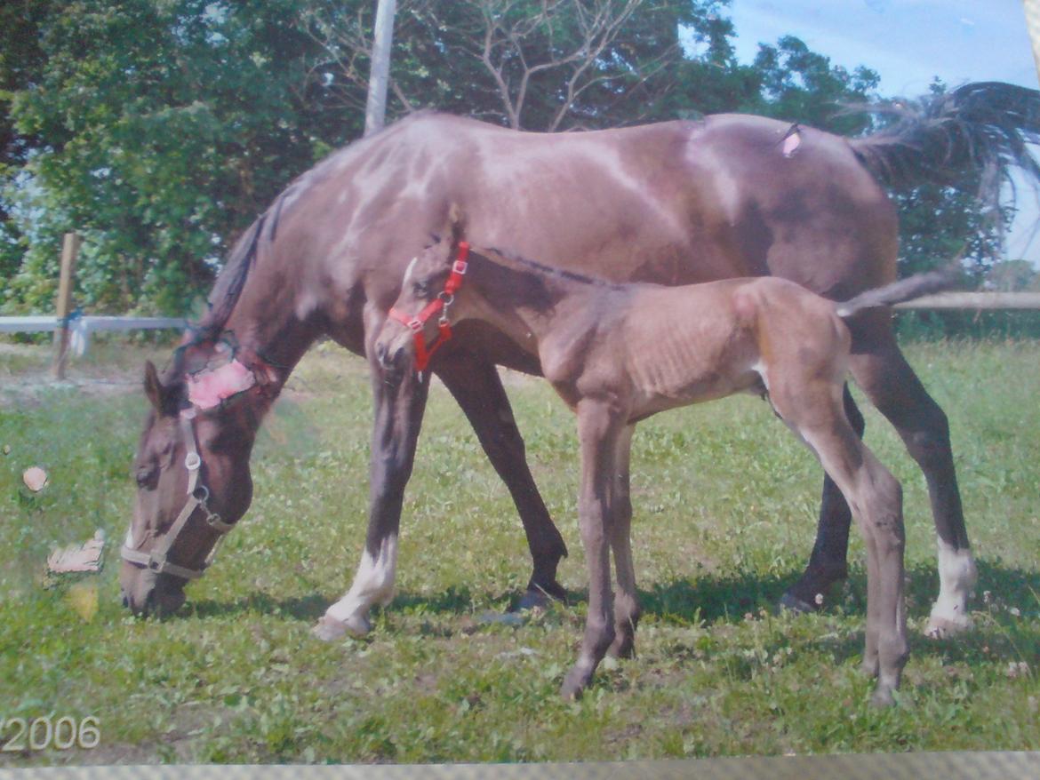 Anden særlig race Shaheen Miró - sammen moar.... billede 9