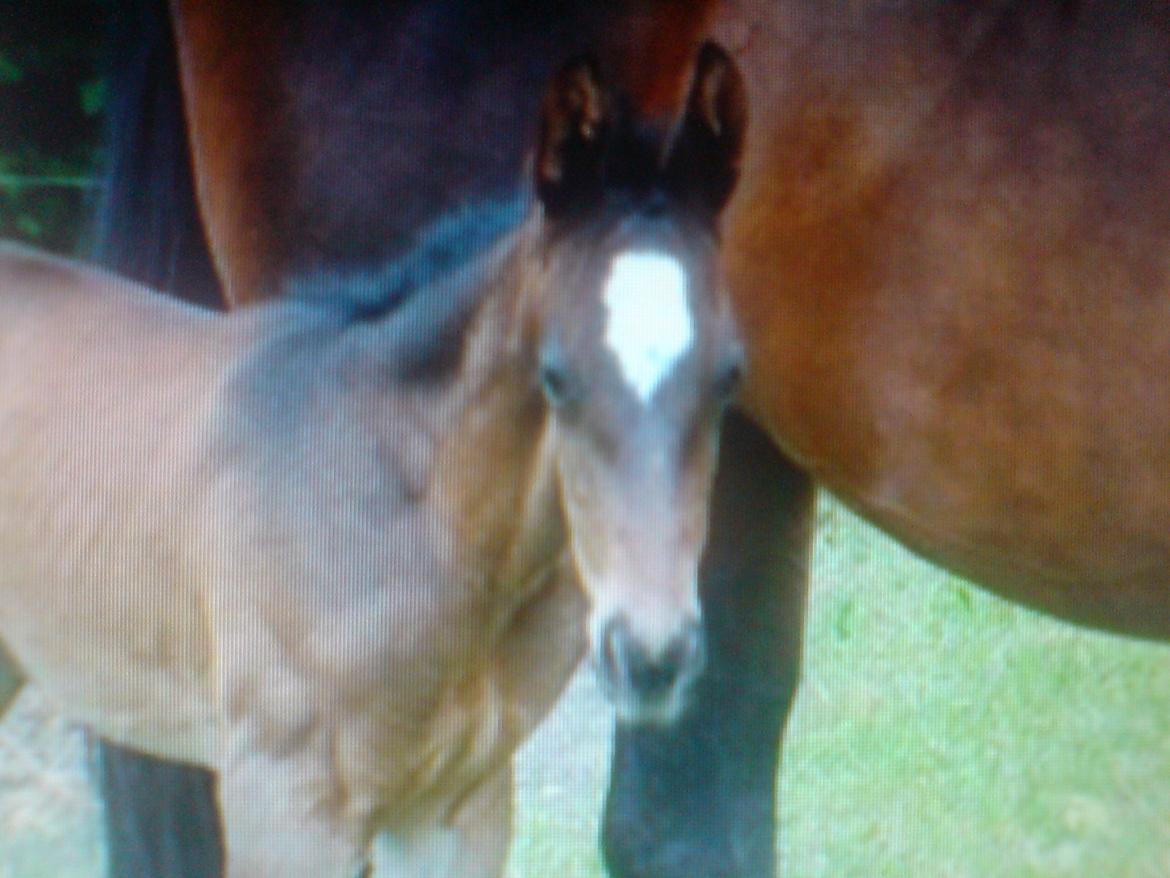 Anden særlig race Shaheen Miró billede 10