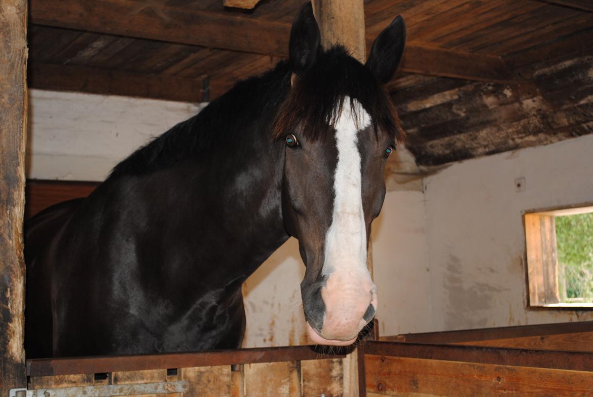 Hollandsk Varmblod Zearzar aka Sigge billede 11