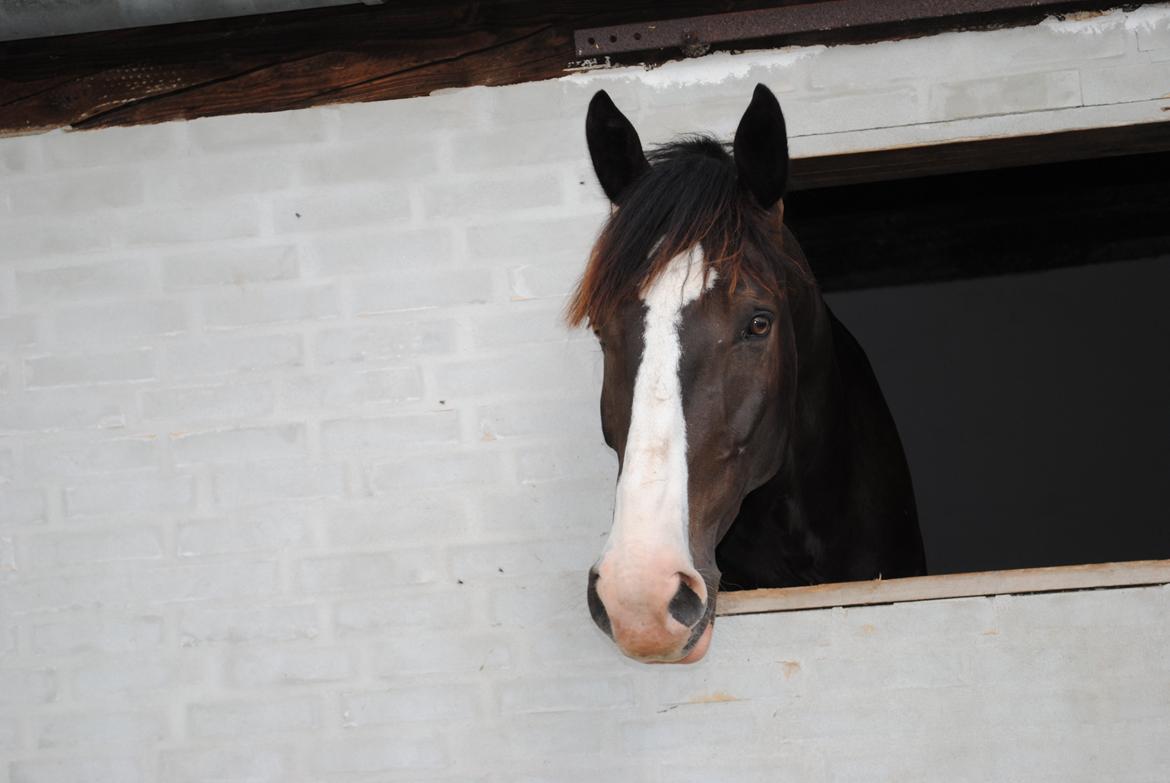 Hollandsk Varmblod Zearzar aka Sigge billede 1