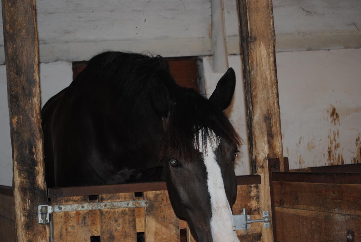 Hollandsk Varmblod Zearzar aka Sigge billede 12