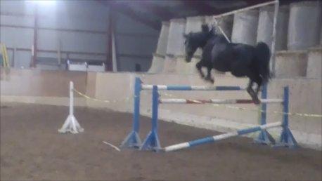 Dansk Varmblod Duet billede 4