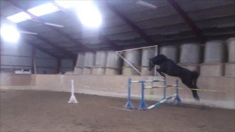 Dansk Varmblod Duet billede 20