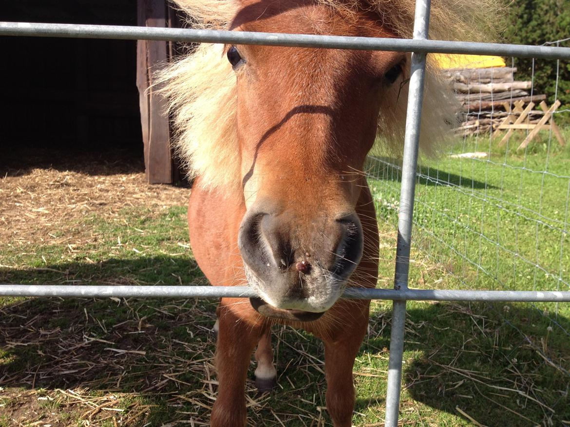 Anden særlig race Lindholms Surprice (Bertha) billede 15