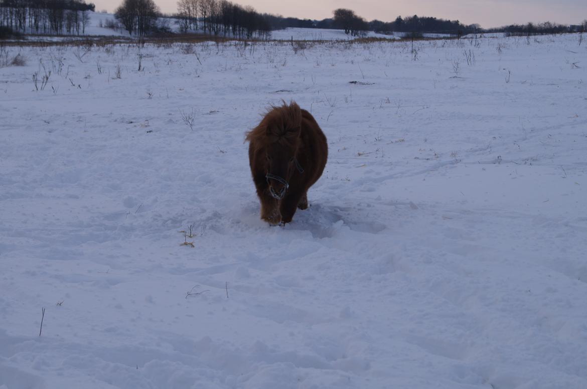 Anden særlig race LABAN - Fold - Vinter 2012 billede 8