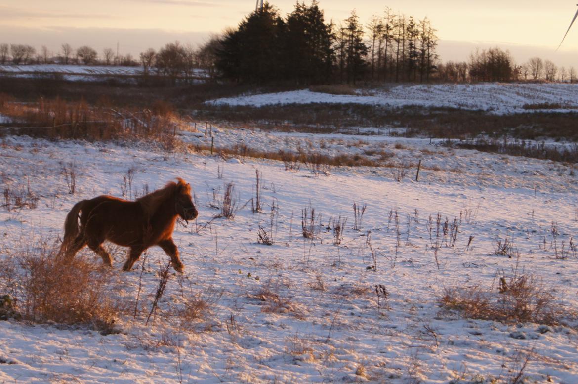 Anden særlig race LABAN - Fold - Vinter 2012 billede 5