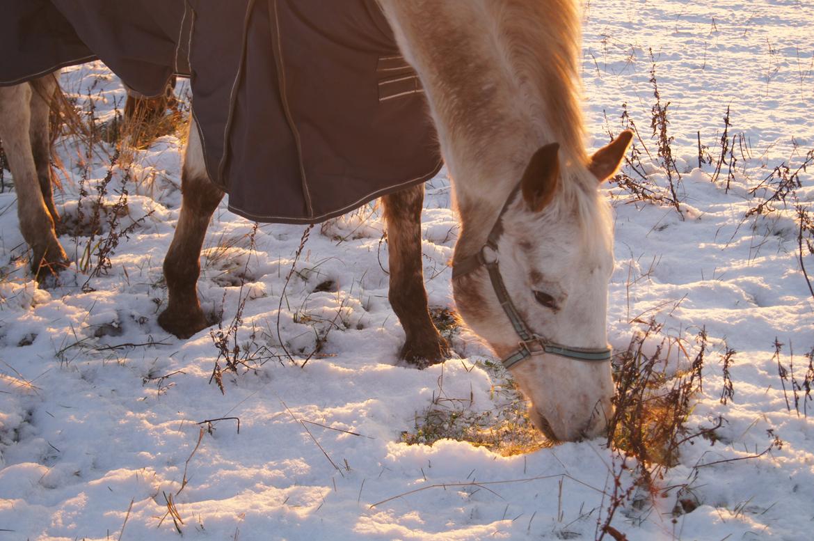 Anden særlig race KARIZMA [Tidl. Lånepony] billede 20