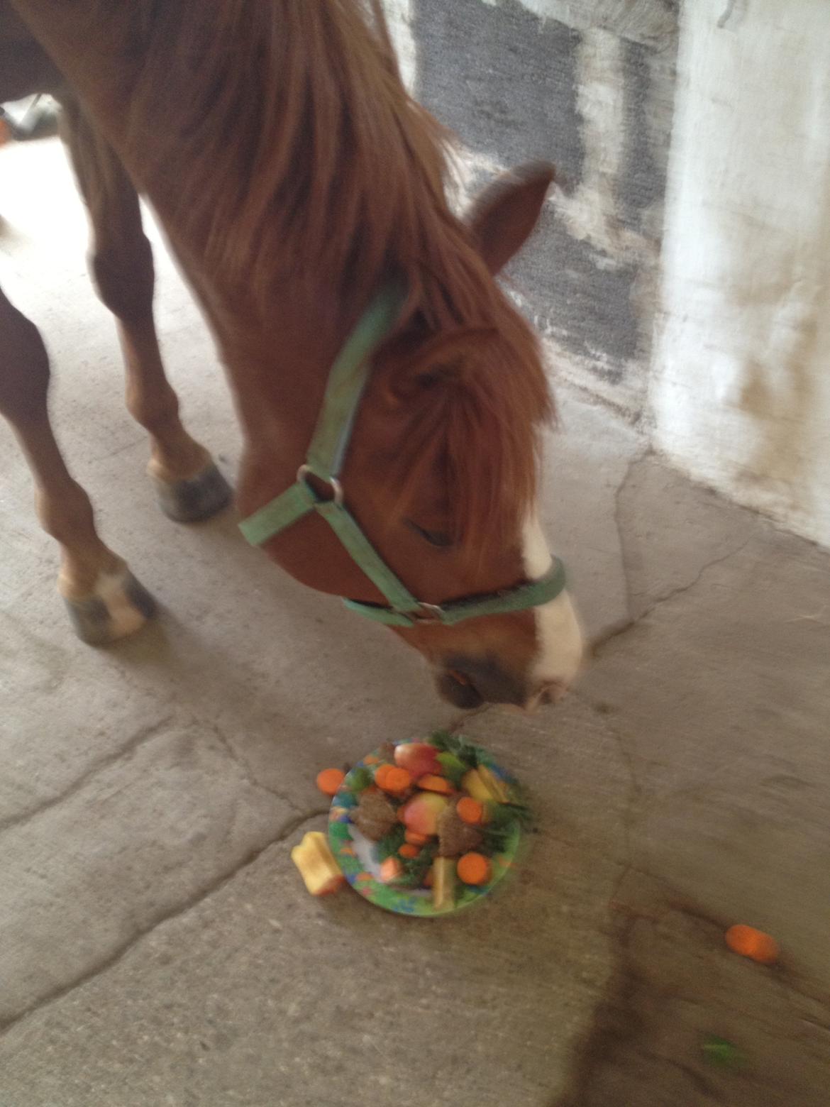 Anden særlig race Tarzan - Manses fødselsdag. Totalt hygge med hjemelavet heste-kage<3 billede 2