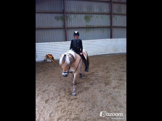 Fjordhest Oscar (rideskole pony) - 9) rider uden sadel igen billede 4