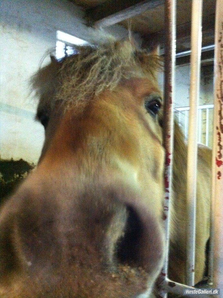 Fjordhest Oscar (rideskole pony) - 16) hva det du har der billede 11