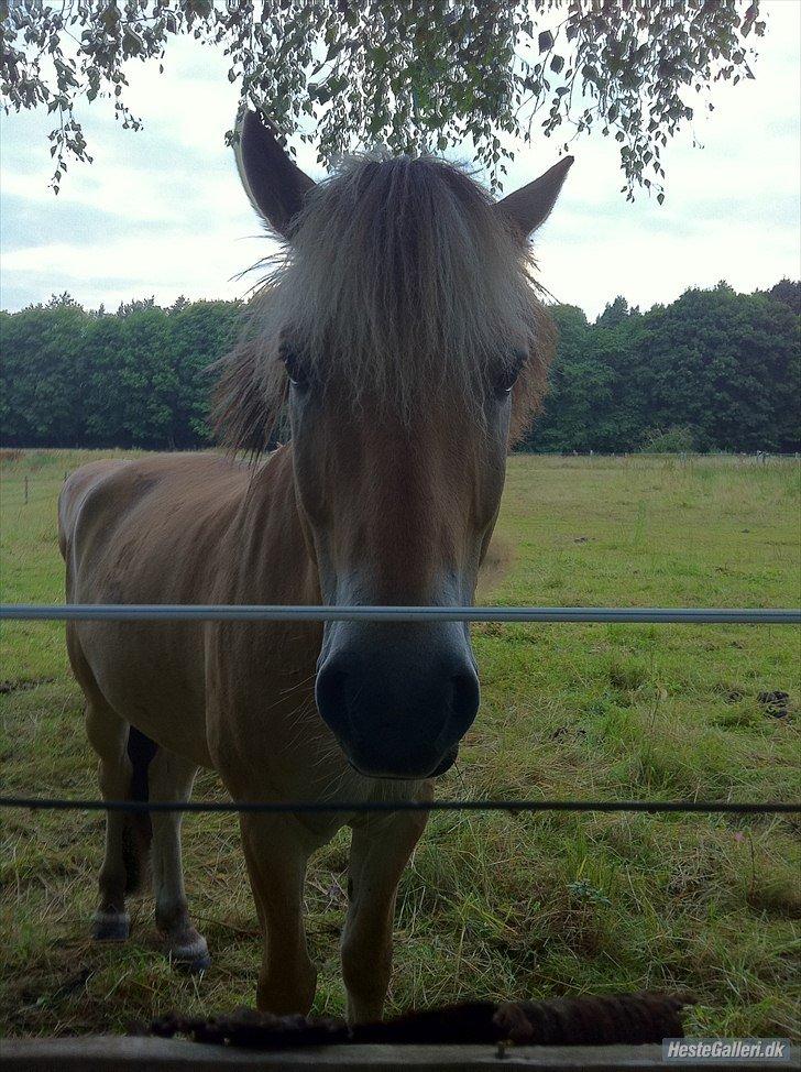 Fjordhest Oscar (rideskole pony) - 10)sommer fold billede 5