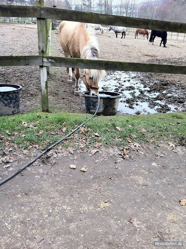 Fjordhest Oscar (rideskole pony) - 5) nu keder jeg mig altså billede 1