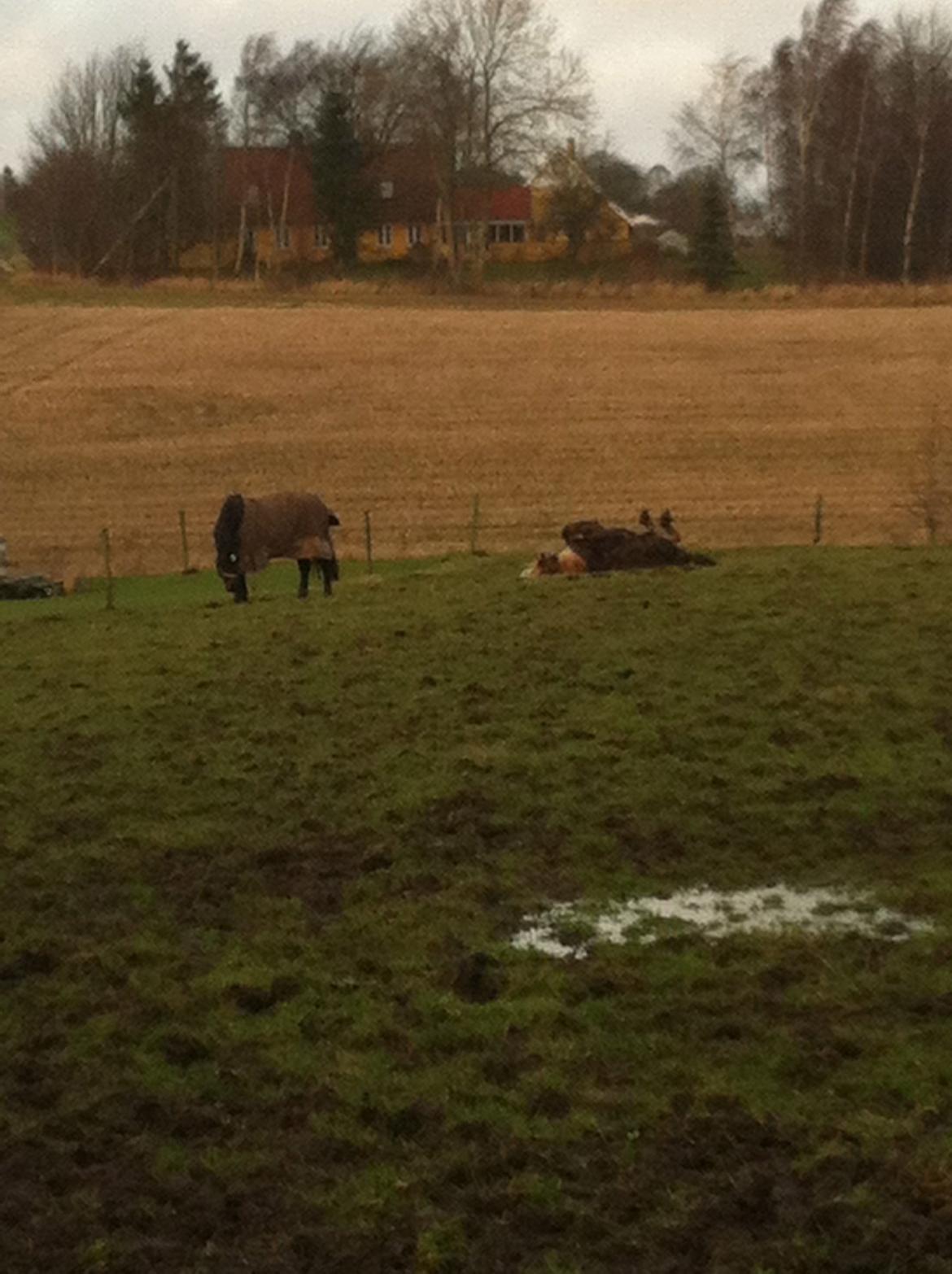 Fjordhest Julius billede 18