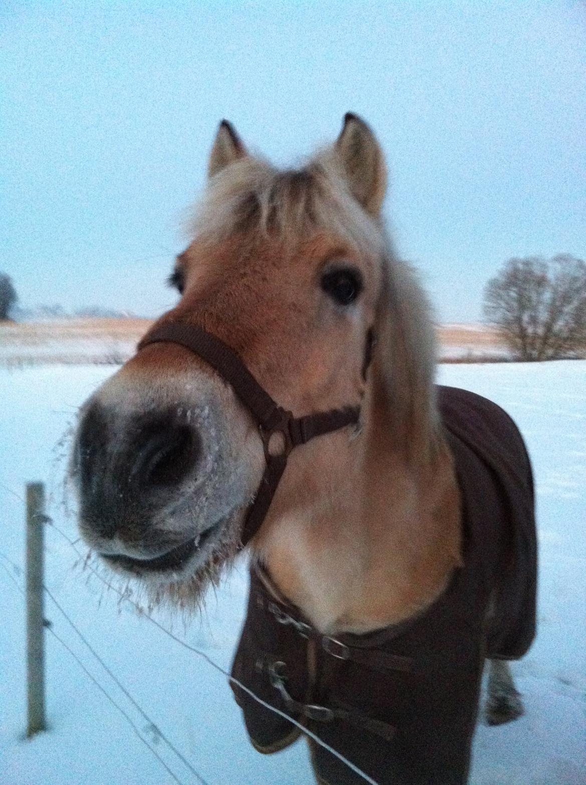 Fjordhest Julius billede 19
