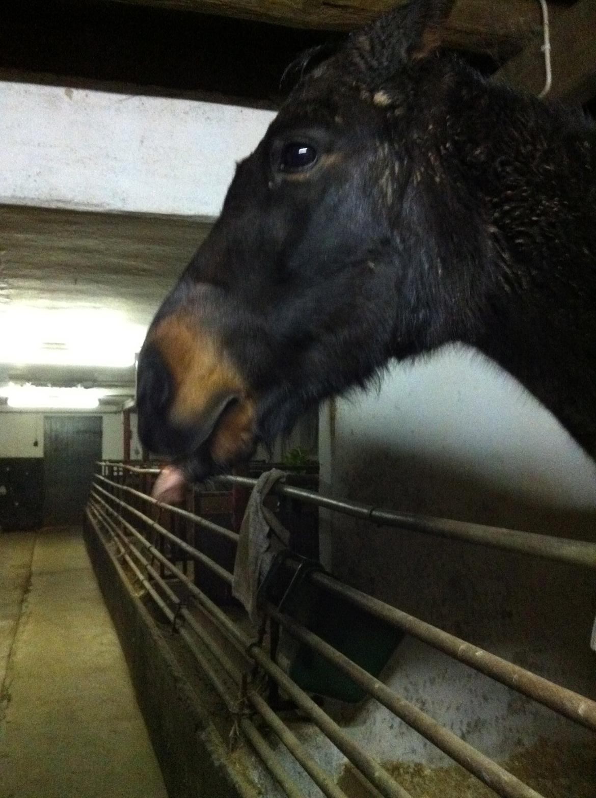 Anden særlig race *Fleur* billede 17