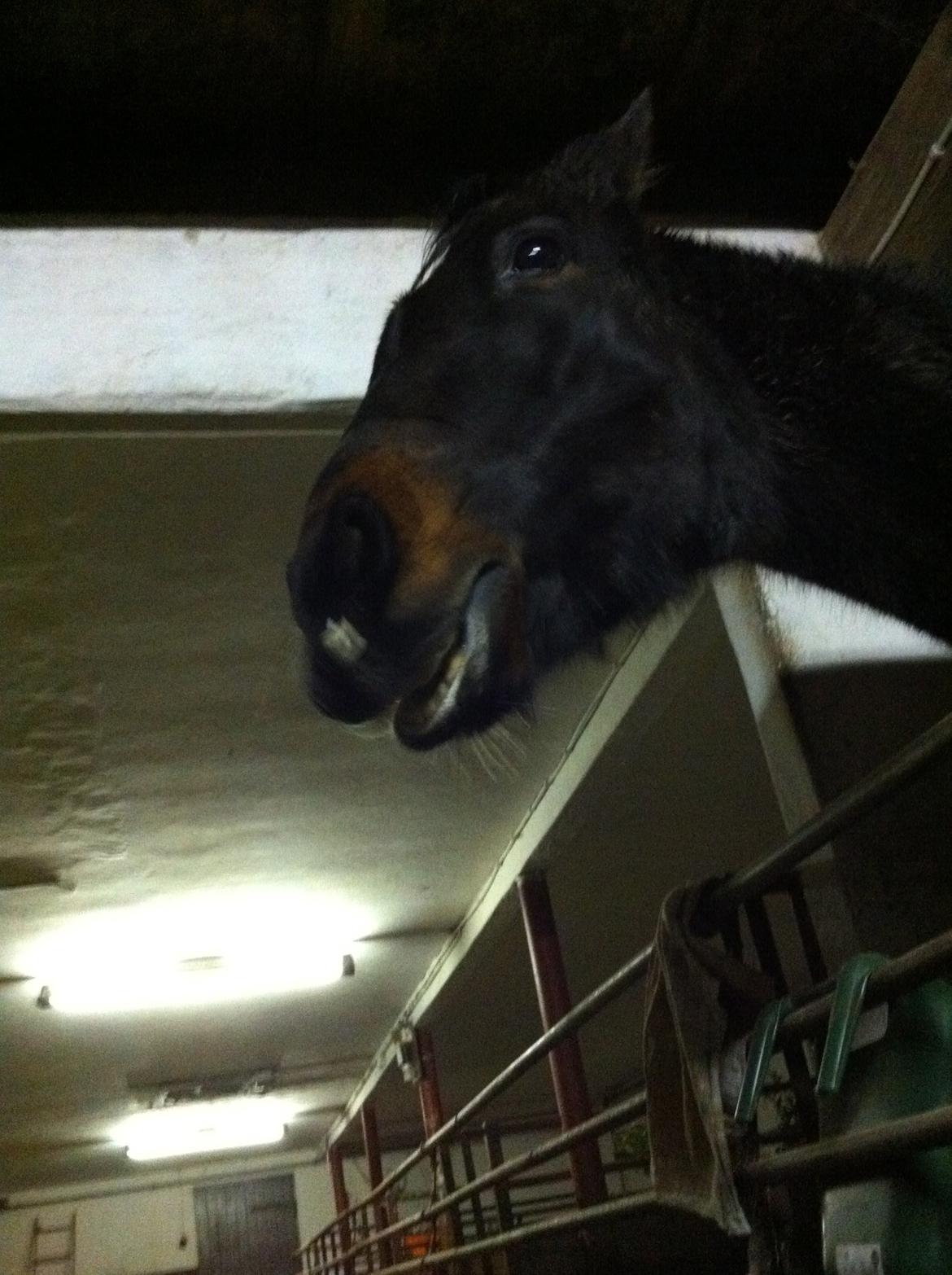 Anden særlig race *Fleur* billede 18