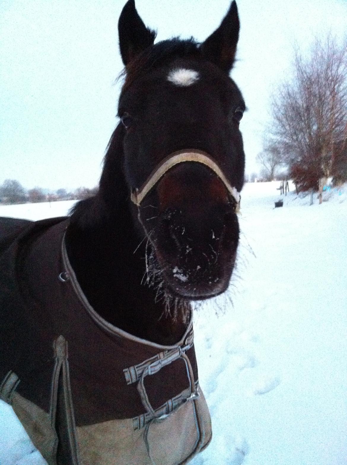 Anden særlig race *Fleur* billede 19