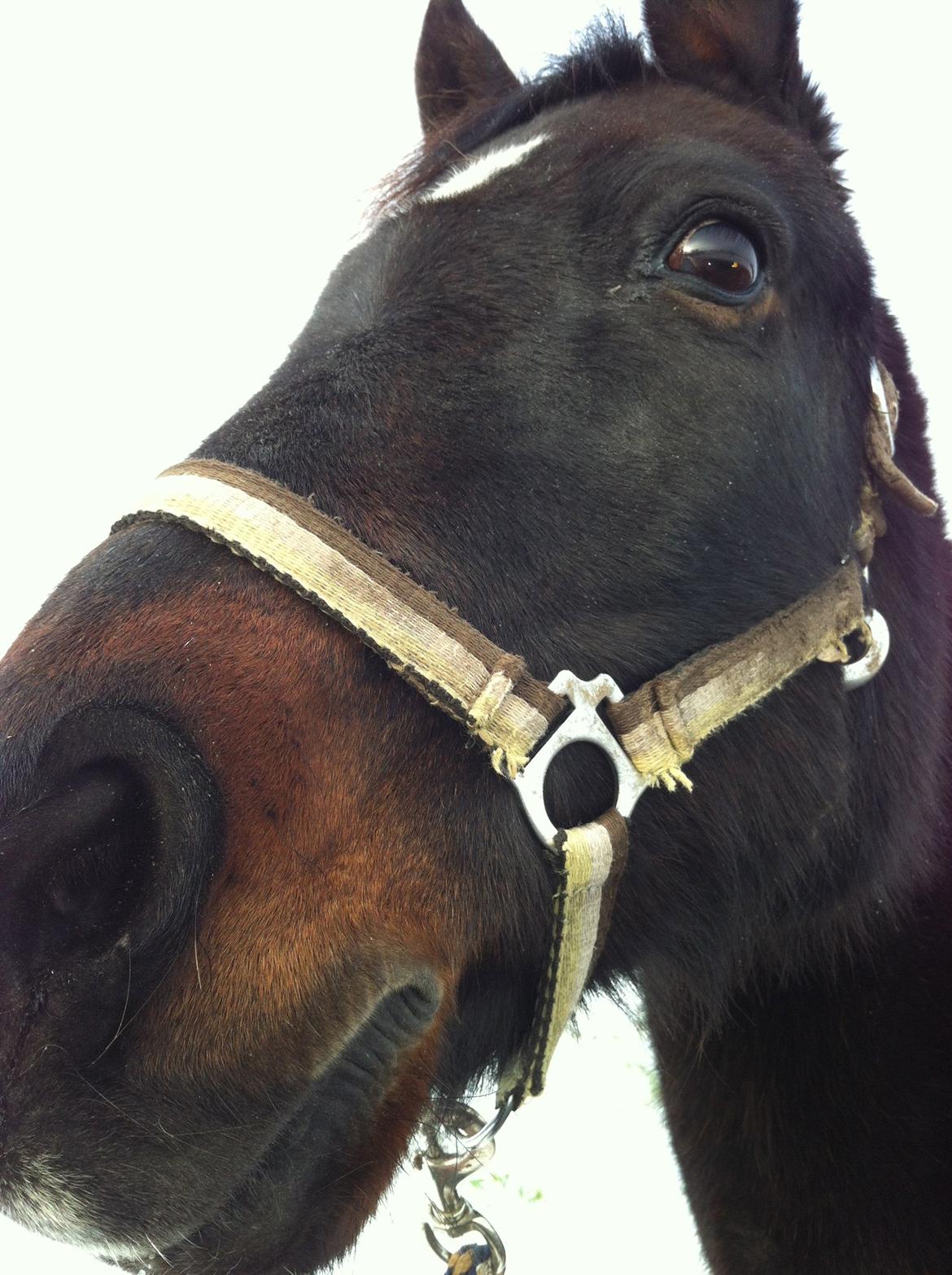 Anden særlig race *Fleur* billede 20