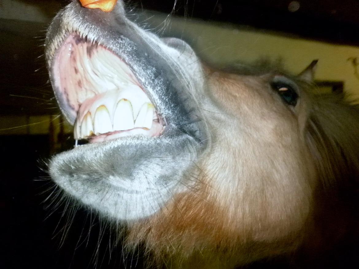 Fjordhest Julius billede 20