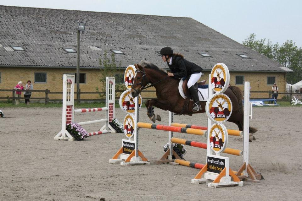 Welsh Cob (sec D) Bogensø's Queen - >> Cause your my angle sent from above!<3 << billede 20