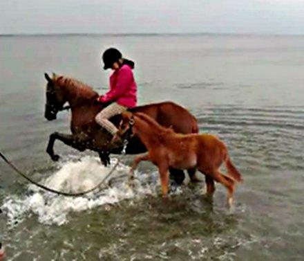 Arabisk fuldblod (OX) Stald Munkholm's Sheeba - Livet gælder ikke om at finde en du kan leve med, men en du ikke kan leve uden<3 Ude at bade med de skønne ponyerne:) Juli 2012 billede 17