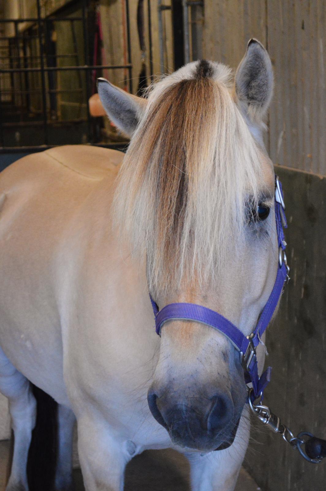 Fjordhest Ingegårds Eto - RIP smukke ♥ billede 17