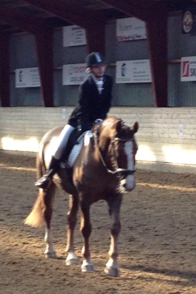 Trakehner Holmegårdens Sultana billede 18