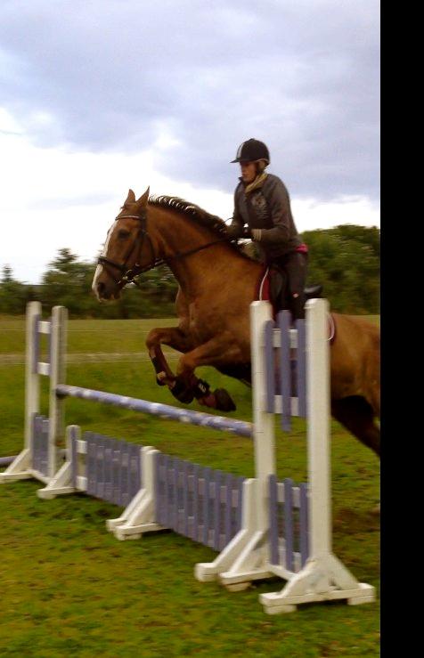 Trakehner Holmegårdens Sultana billede 19