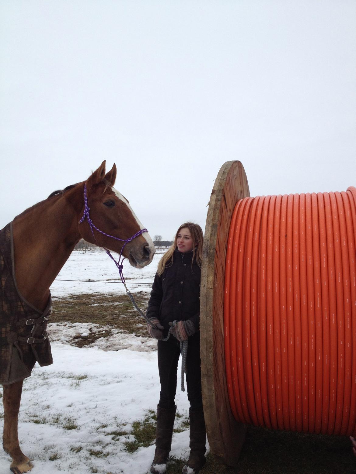 Trakehner Holmegårdens Sultana billede 20