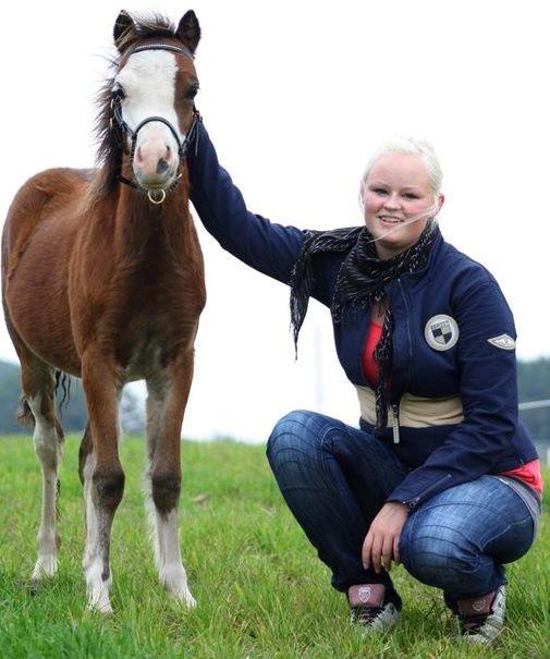 Welsh Mountain (sec A) Rø´s Status Quo Sec A billede 13