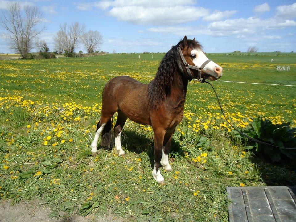 Welsh Mountain (sec A) Rø´s Status Quo Sec A billede 14