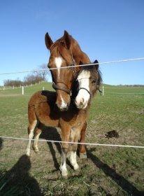 Welsh Mountain (sec A) Rø´s Status Quo Sec A billede 15