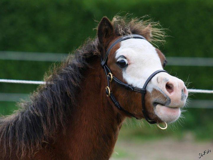 Welsh Mountain (sec A) Rø´s Status Quo Sec A billede 16