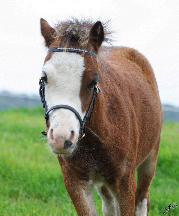 Welsh Mountain (sec A) Rø´s Status Quo Sec A billede 17