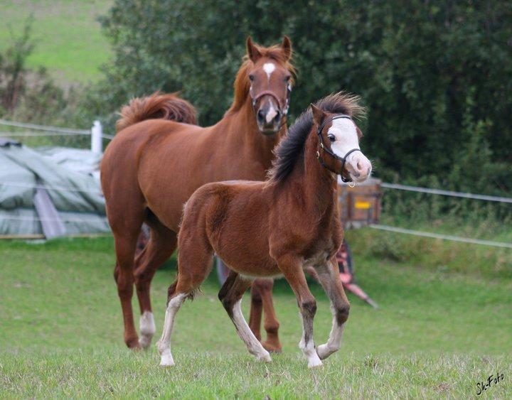 Welsh Mountain (sec A) Rø´s Status Quo Sec A billede 18