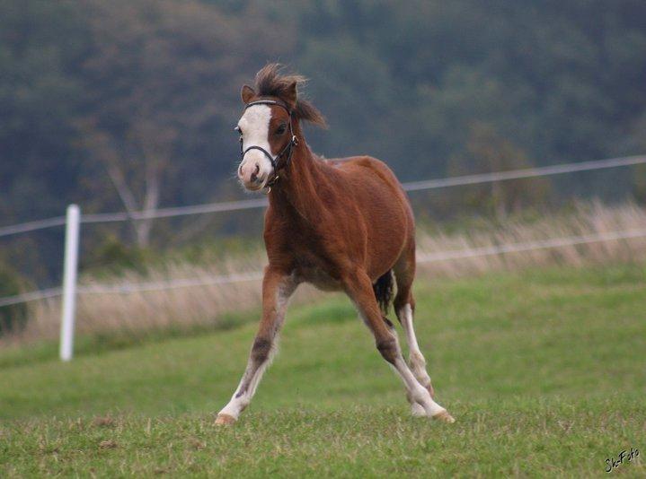 Welsh Mountain (sec A) Rø´s Status Quo Sec A billede 19