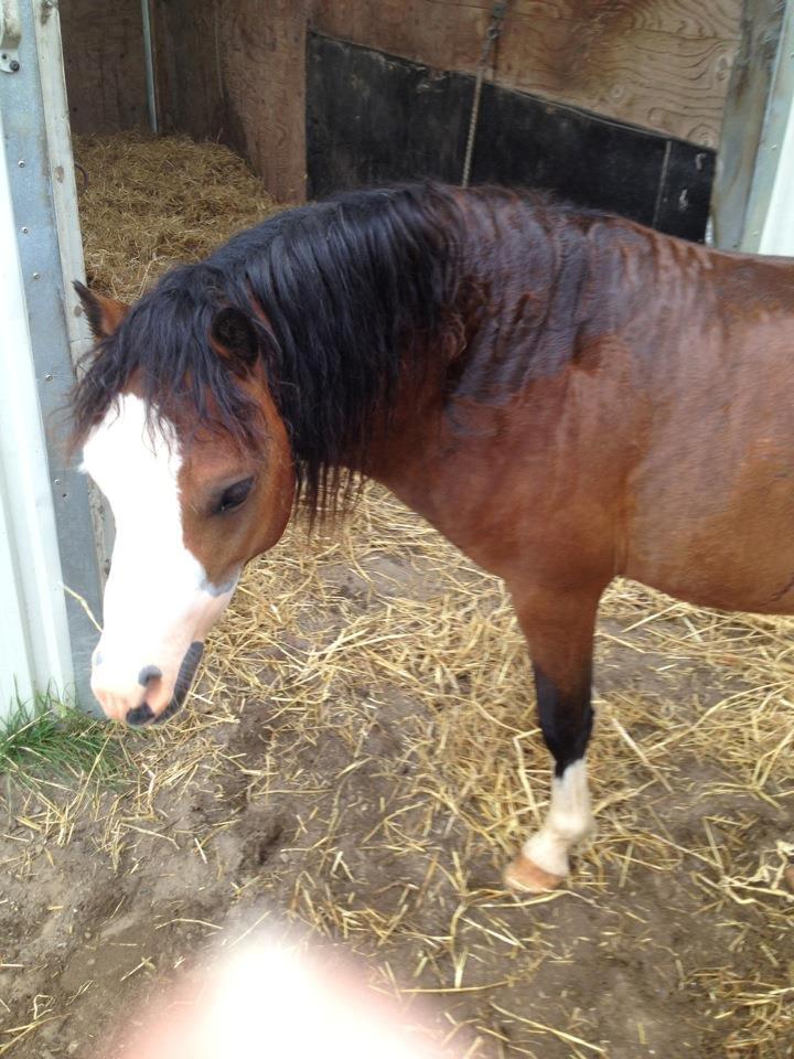 Welsh Mountain (sec A) Rø´s Status Quo Sec A billede 20