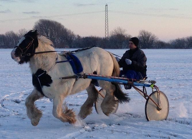Irish Cob Beer's Paddy - Manden prøver lige køre med Paddy billede 1