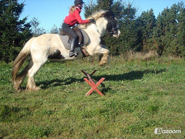 Irish Cob Beer's Paddy billede 4