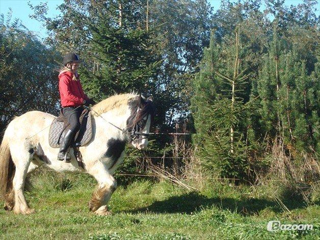 Irish Cob Beer's Paddy billede 5