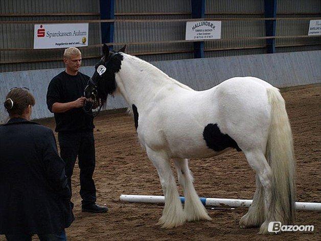 Irish Cob Beer's Paddy billede 6