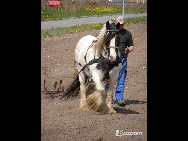 Irish Cob Beer's Paddy billede 7