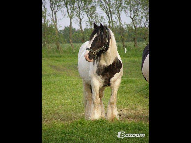 Irish Cob Beer's Paddy billede 8