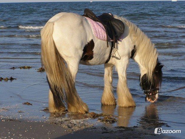 Irish Cob Beer's Paddy billede 9
