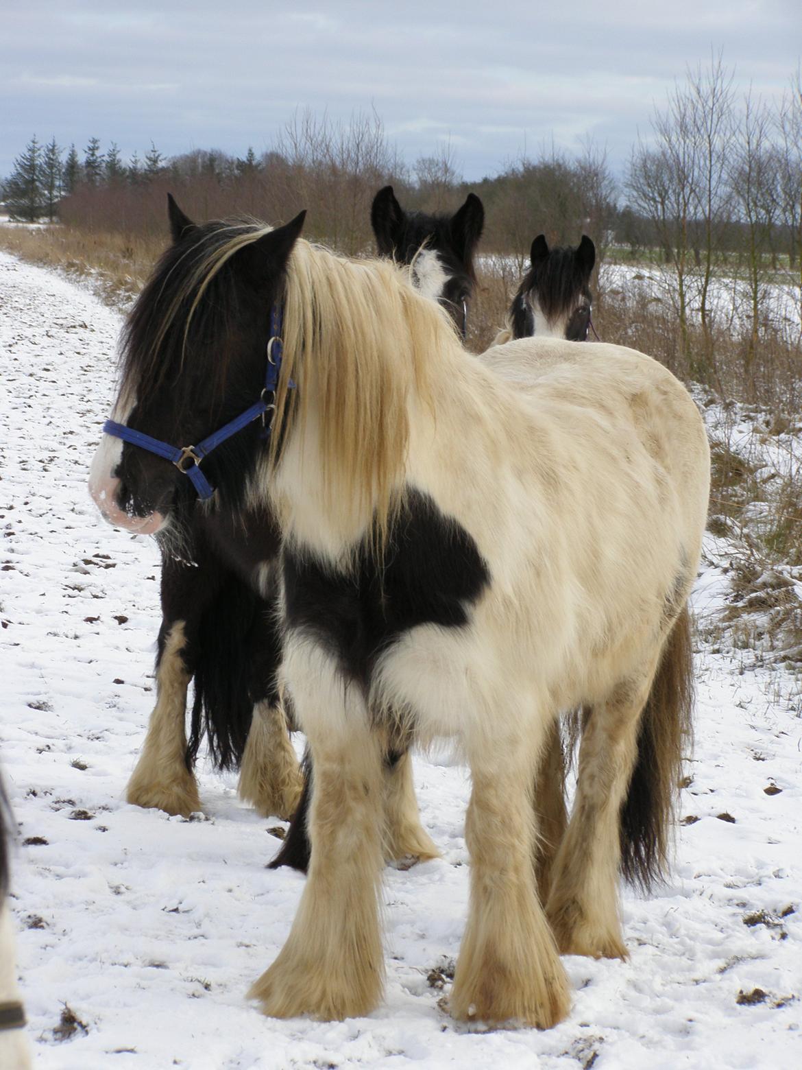 Irish Cob Beer's Paddy billede 10
