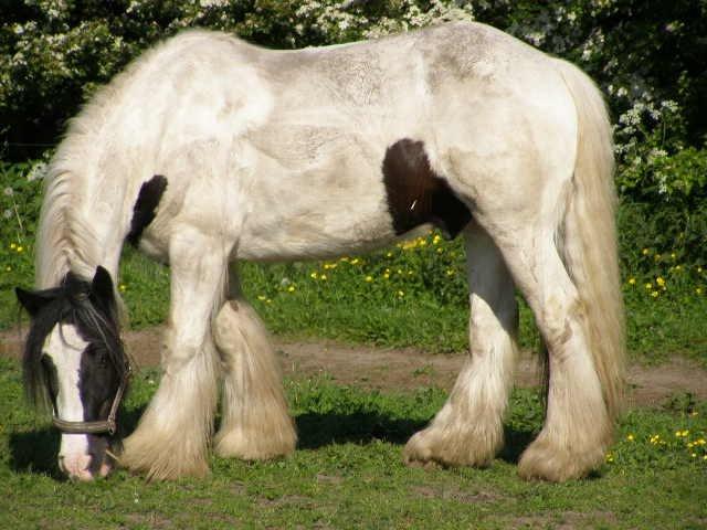 Irish Cob Beer's Paddy billede 11